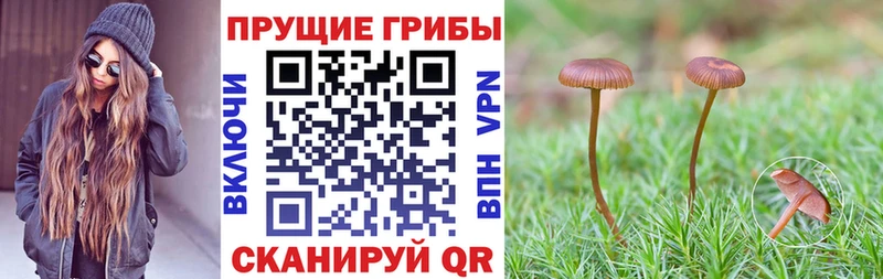 Псилоцибиновые грибы Psilocybe  Купить где  Ступино 